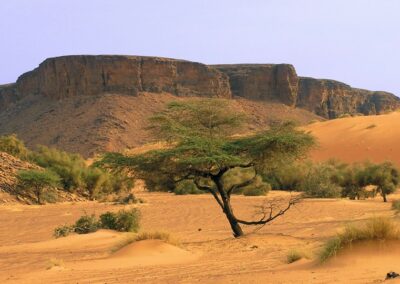 Mauritanie | Entrepreneuriat féminin