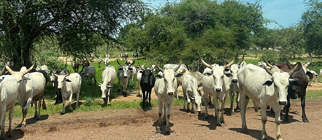 Tchad | Etude de faisabilité du Programme d’Entrepreneuriat Agricole