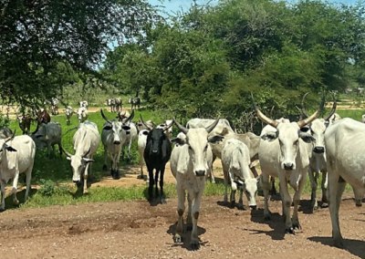 Tchad | Etude de faisabilité du Programme d’Entrepreneuriat Agricole