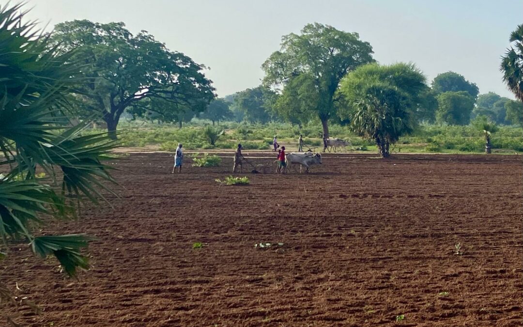 Tchad | Appui à la supervision du Projet Entrepreneuriat Agroalimentaire